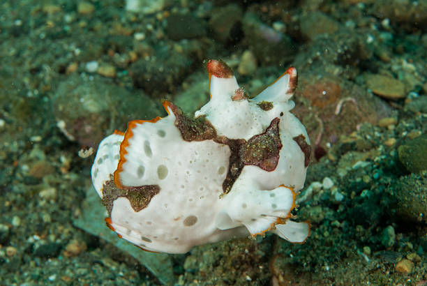 Painted frogfish in Ambon, Maluku, Indonesia underwater Painted frogfish Antennarius pictus resting in the bottom of the sea. red frog fish stock pictures, royalty-free photos & images