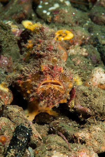 istock Freckled frogfish in Ambon, Maluku, Indonesia underwater 528962169