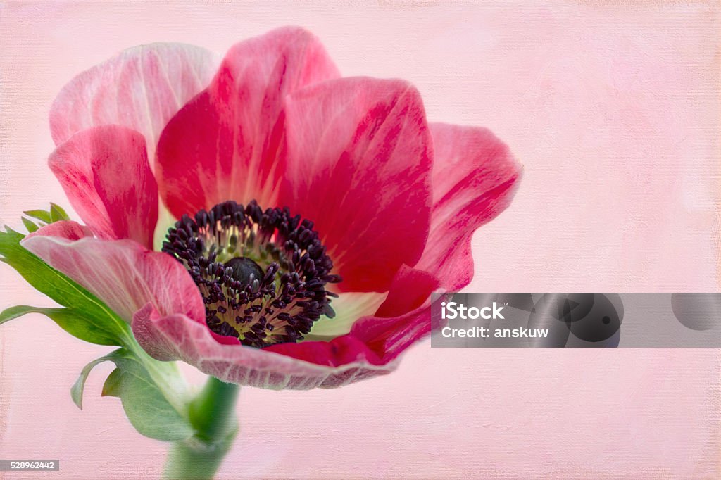 Closeup of anemone flower2 Closeup of anemone flower with background of artistic painted texture Art Stock Photo