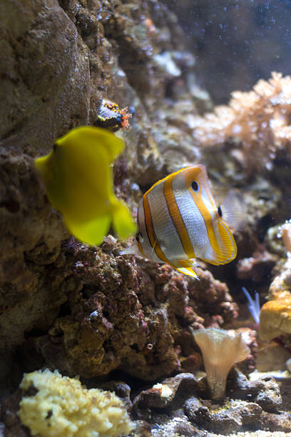 istock Sea Life Aquarium in Munich, Germany, 2015 528962710