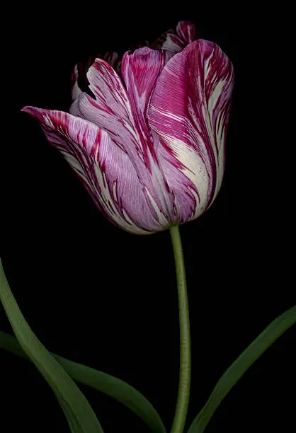 Photo of Colorful purple streaked tulip isolated on a black background