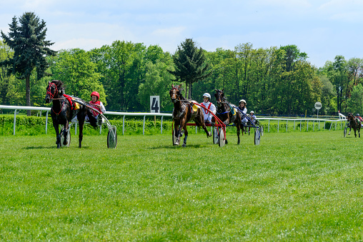 Wroclaw, Poland - May 8, 2016: Finish the race for 3-year-old and older trotting French (sulki) in Wroclaw. This is an annual race on the Partenice track open to the public.