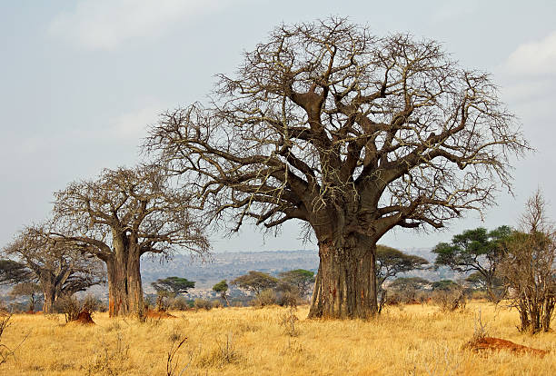 istock three baobob trees in Tanganire National Park 528963868