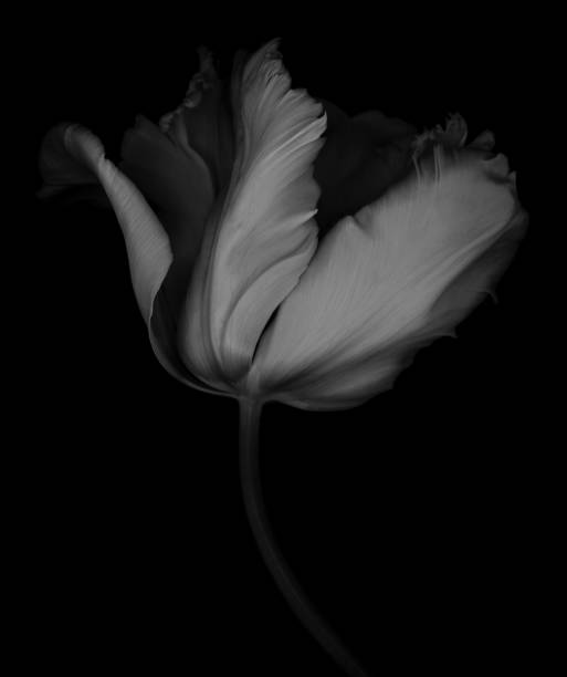 istock Monochrome Parrot Tulip isolated on a black background 528963956