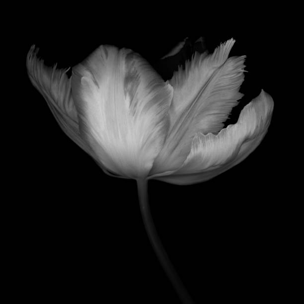 istock Monochrome Parrot Tulip isolated on a black background 528964150