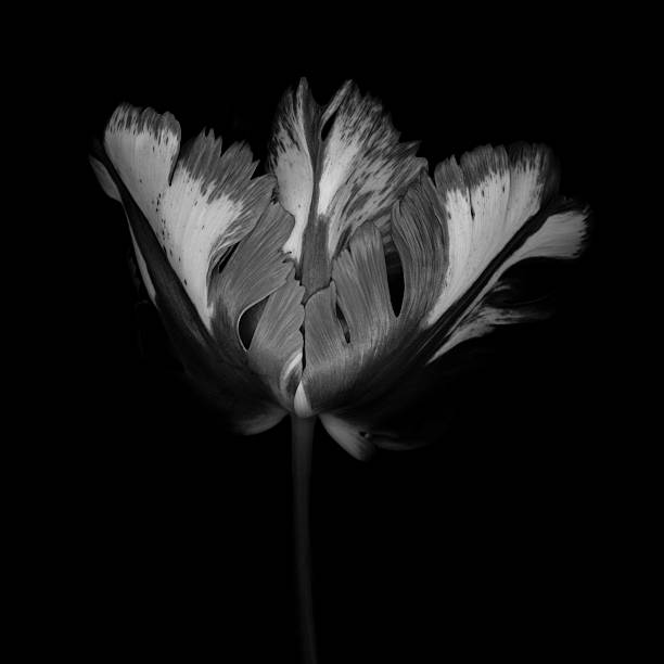 istock Monochrome Parrot Tulip isolated on a black background 528964232