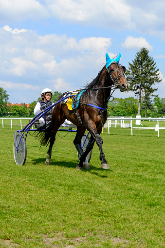Wroclaw, Poland - May 8, 2016: Presentation of the horses before the race for 3-year-old and older trotting French (sulki) in Wroclaw. This is an annual race on the Partenice track open to the public.