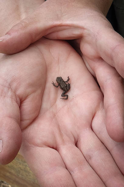 istock Baby Frog on Palm of Hand 528964538