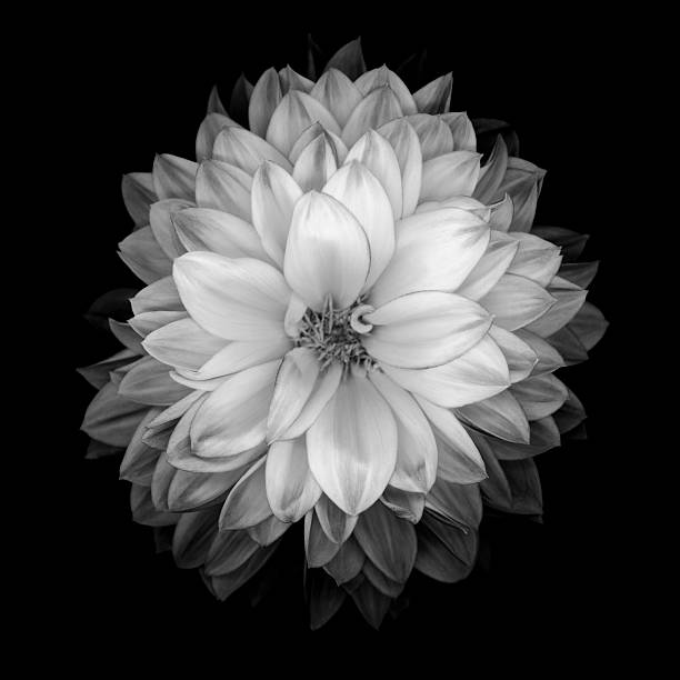 istock Monochrome dahlia isolated on a black background 528964836