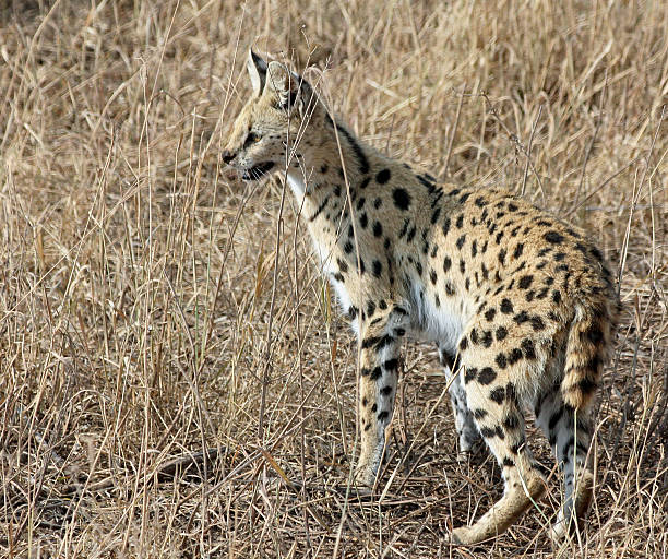 istock serval hunting in Ngorongoro Crater 528964864