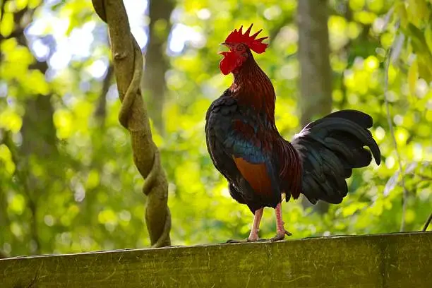 Bantam Rooster crowing in bright morning sunlight 
