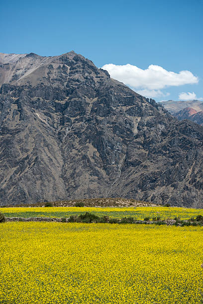 Canyon of the Colca River in southern Peru. Peru's third most-visited tourist destination with about 160,000 visitors annually, it's located about 100 miles (160 kilometers) northwest of Arequipa