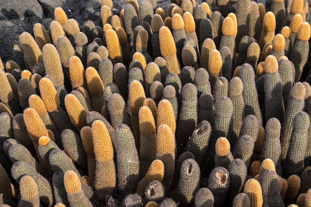 Galapagos Islands Lava Cactus Large group of lava cacti on Galapagos Islands lava cactus stock pictures, royalty-free photos & images