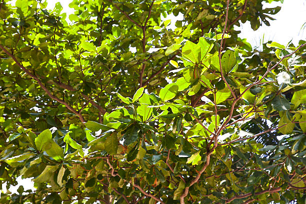 istock Phangan leaves on the tree, bottle beach, Thailand 528966246
