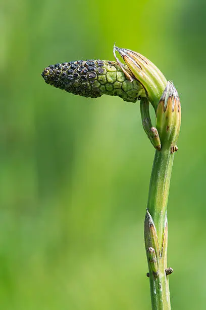 Detail of the reproductive structure of plant in the family Equisetaceae, showing rounded vertical ridges on stem