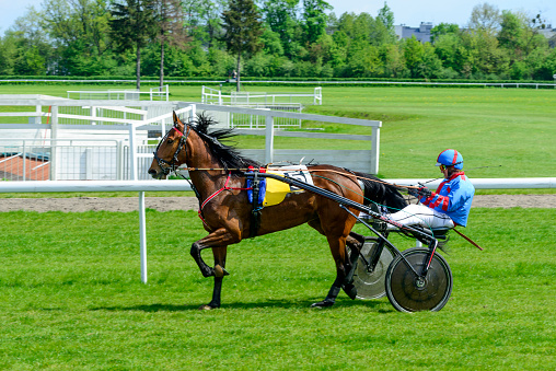 Crozet, Virginia, USA - June 13, 2021: An exciting polo match played on June 13, 2021. The two teams playing are Acme and Thalhimer. The teams consist of mixed male and female players. Spectators can be seen lining the field enjoying the game with chairs and tents and enjoying wine and food. The two opposing polo teams are gathered around the ball competing for control.