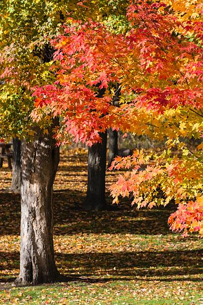 istock Changing Autumn Colors in Michigan 528967642