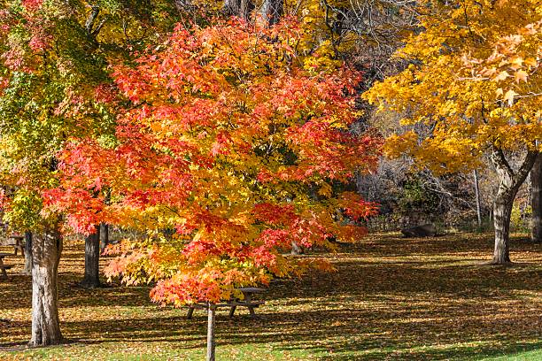 istock Changing Autumn Colors in Michigan 528967746