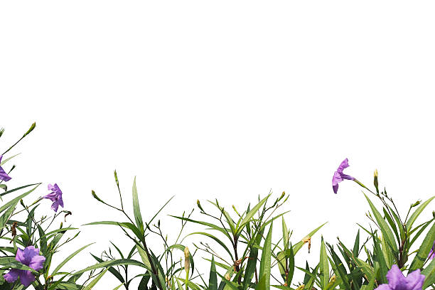 istock plant and flower isolated background 528968632