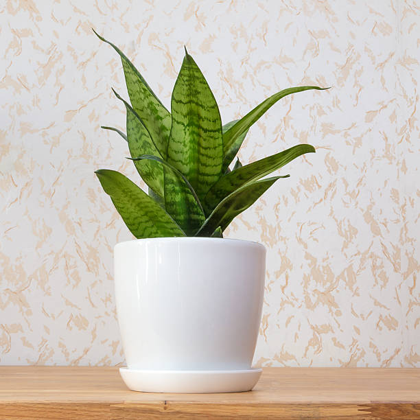 suculento planta de interior em uma xícara branca - flower pot potted plant cactus single flower - fotografias e filmes do acervo