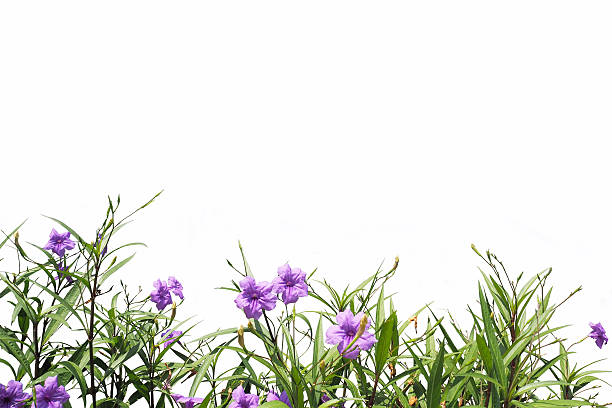 istock plant and flower isolated background 528968772