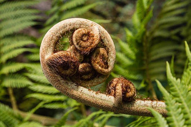 istock curled silver fern frond 528968814