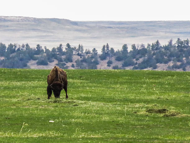 буффало - wyoming landscape american culture plain стоковые фото и изображения