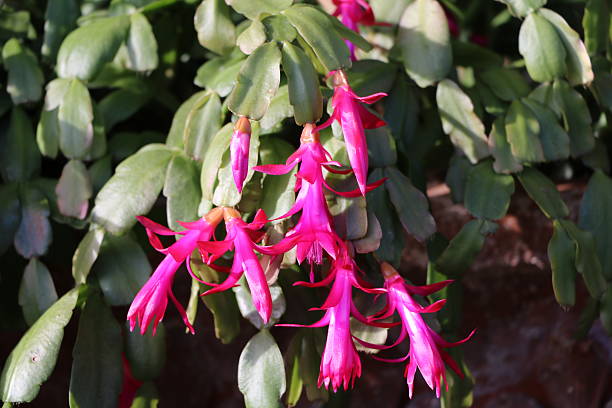 istock Schlumbergera truncata in full bloom 528973062