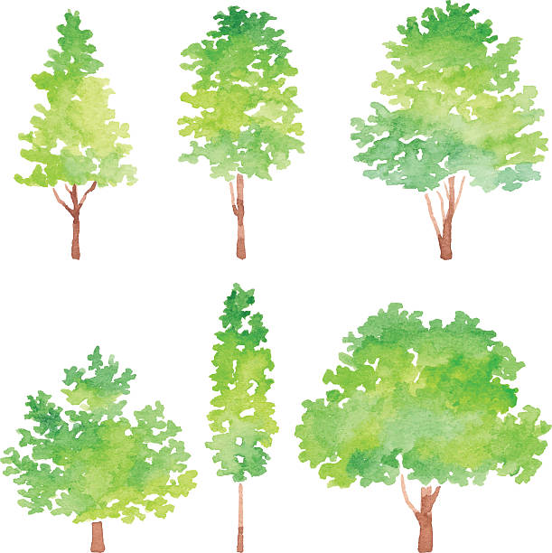 ilustrações de stock, clip art, desenhos animados e ícones de conjunto de árvores de aguarela - tree symbol watercolour paints watercolor painting