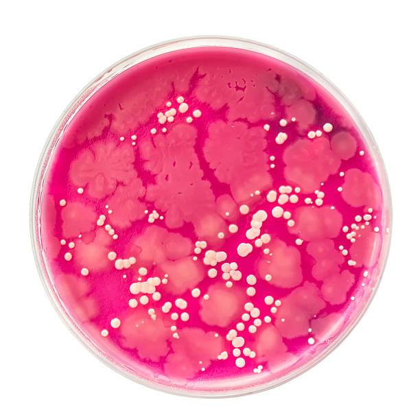 istock Petri dish with bacteria colonies, isolated on white 528974472
