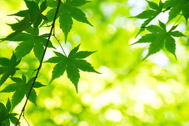 istock Fresh green of sunshine filtering through foliage 528974964