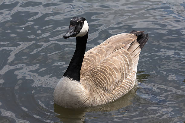 istock Canada Goose Full Body Portrait 528976448