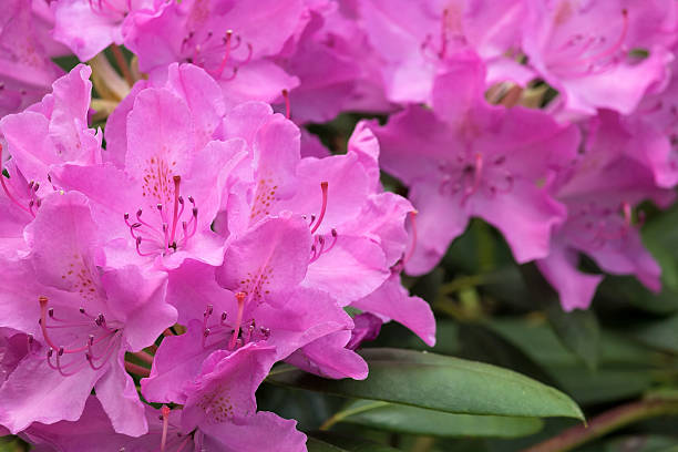 istock Pink Rhododendron Flowers in Bloom 528976548