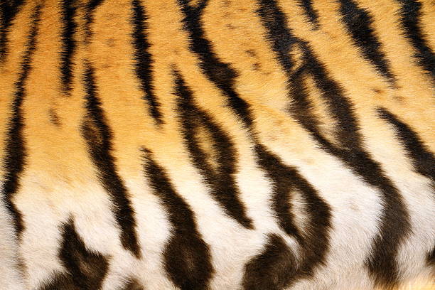 istock natural pattern of tiger fur 528976612