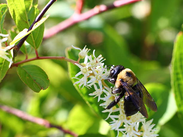 istock Bumble bee on the white flower with sun light. 528977874