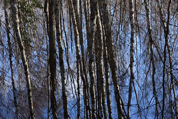 birch forest on the shore is reflected in the small waves of the river. late autumn longing