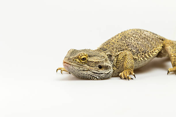 istock Closeup view of Agama lizard 528978374
