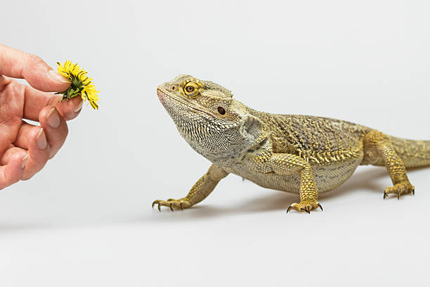 istock Agama lizard is coming to female hand 528978614