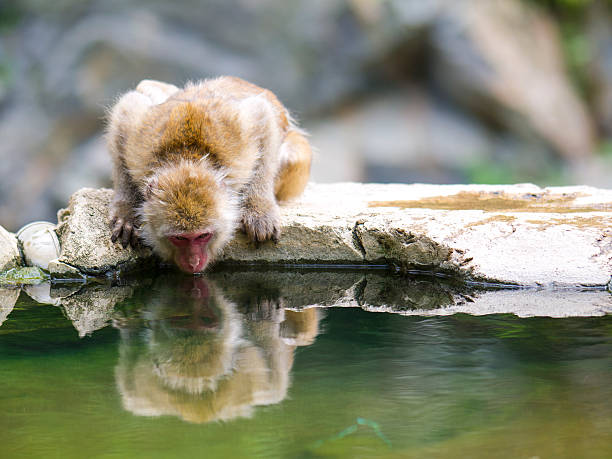 Reflection of the Japanese Macaca or snow monkey in river water while hi is drinking water. It is in The Jigokudani Yaen Park in Northern part of Nagano prefecture, Japan.