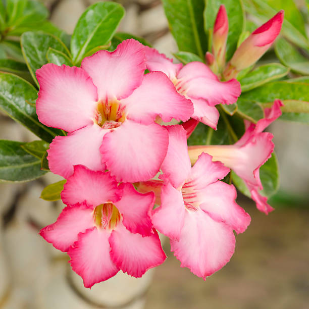 istock Pink desert rose,  adenium obesum 528979049