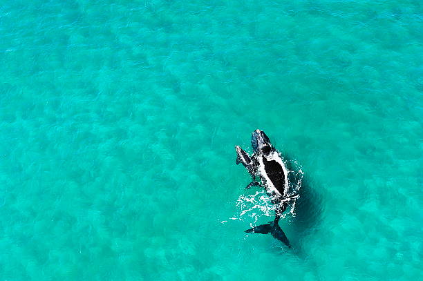 istock Whales - mother and calf 528979123