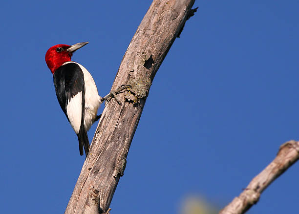 red-headed woodpecker This is a classic photo, great focus.  I always say the blackest black, the whitest white, and the reddest red in one bird. woodpecker stock pictures, royalty-free photos & images