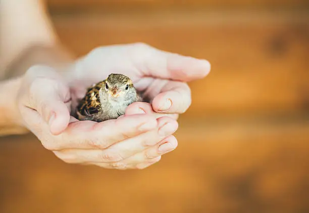 Photo of House Sparrow (Passer Domesticus)