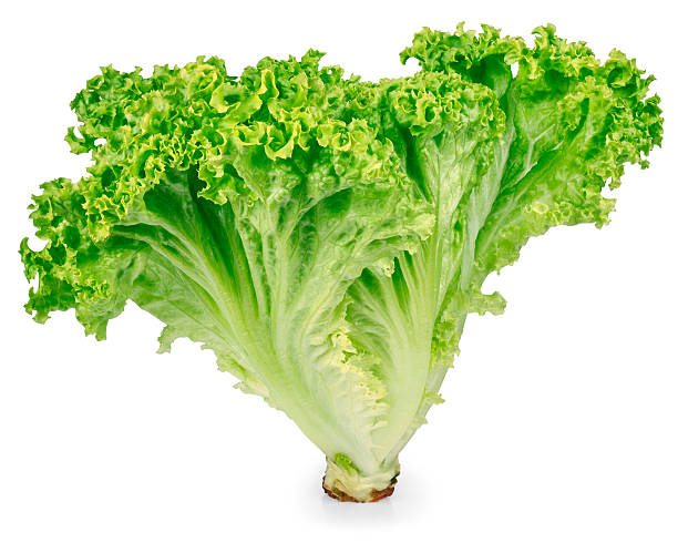 istock green lettuce isolated on white background 528979326