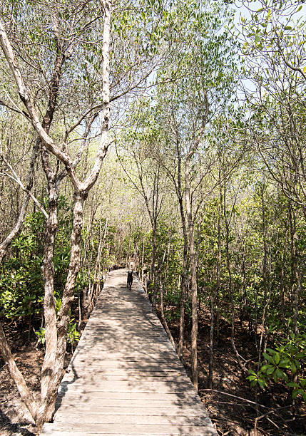 istock Nature and shoreline reserve showing Mangrove conservation 528979882