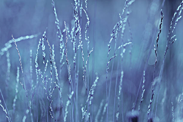 istock autumn cold gray background bokeh grass monochrome 528980717
