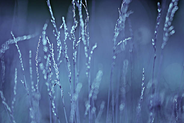 istock autumn cold gray background bokeh grass monochrome 528980719