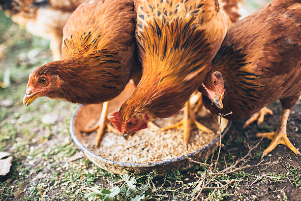 farm-huhn - animals feeding stock-fotos und bilder