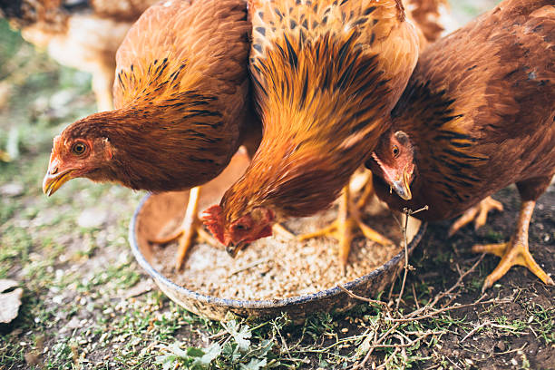 galinha farm - animals feeding imagens e fotografias de stock