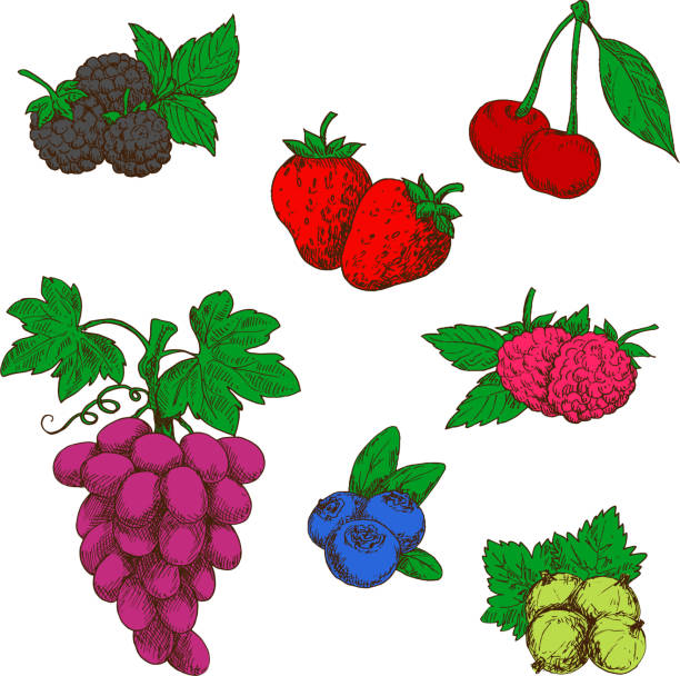 дикий лес и сад фрукты цветные эскизы - strawberry vine pattern plant stock illustrations